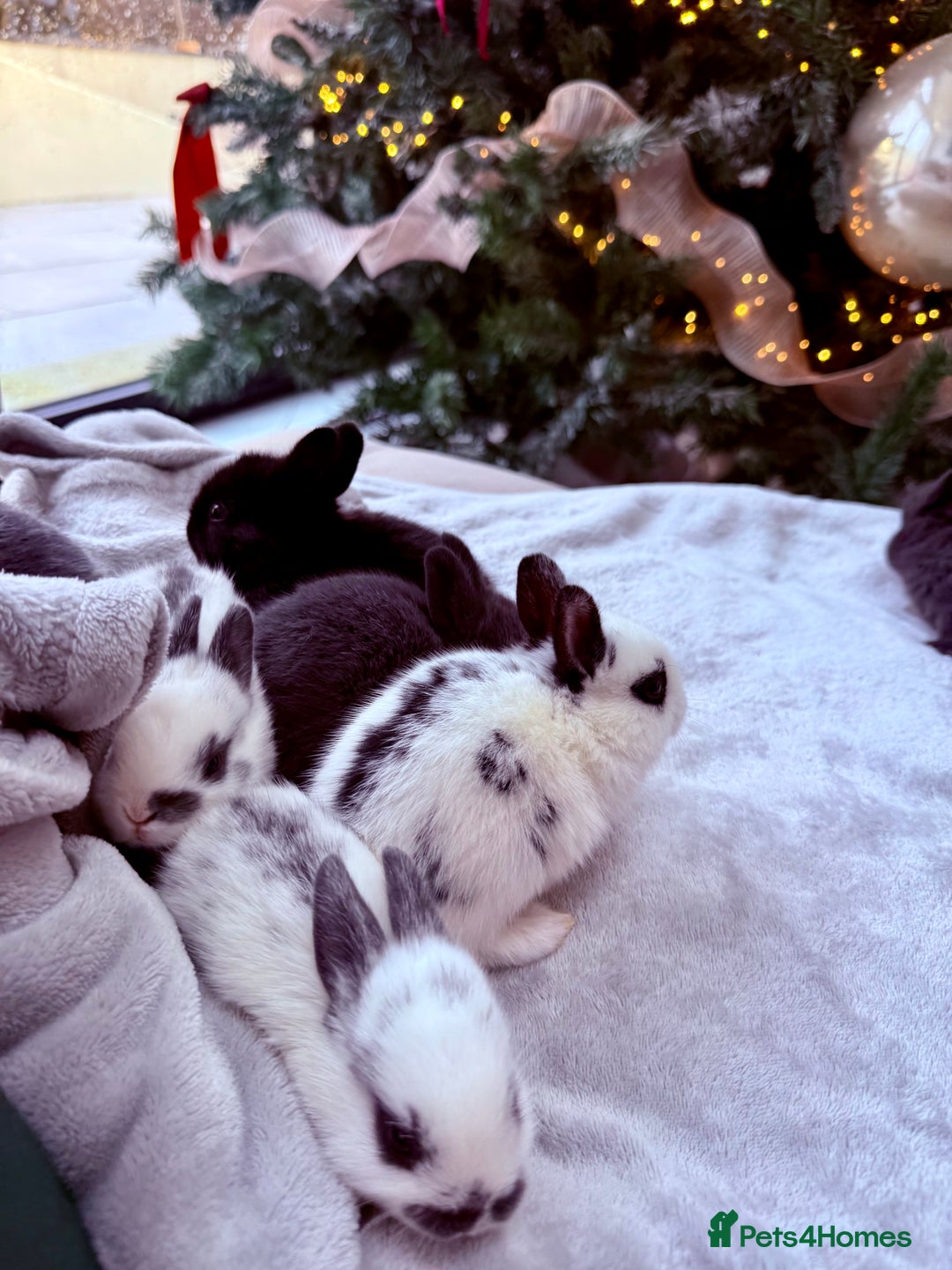 Mixed Breed rabbits for sale: Mixed Mini Rex breed  - Advert 11