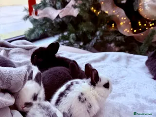 Mixed Breed rabbits Mixed Mini Rex breed - Advert 12