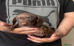 Miniature Dachshund dogs for sale: Miniature Dachshund Puppies - 1 Boy & 2 Girls - Image 5