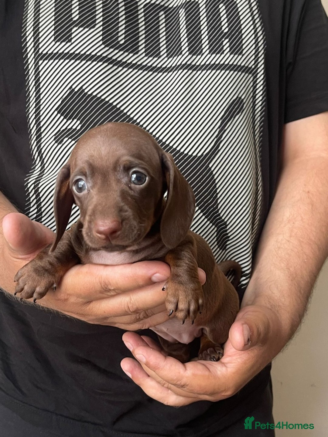 Miniature Dachshund dogs for sale: Miniature Dachshund Puppies - 1 Boy & 2 Girls - Image 5