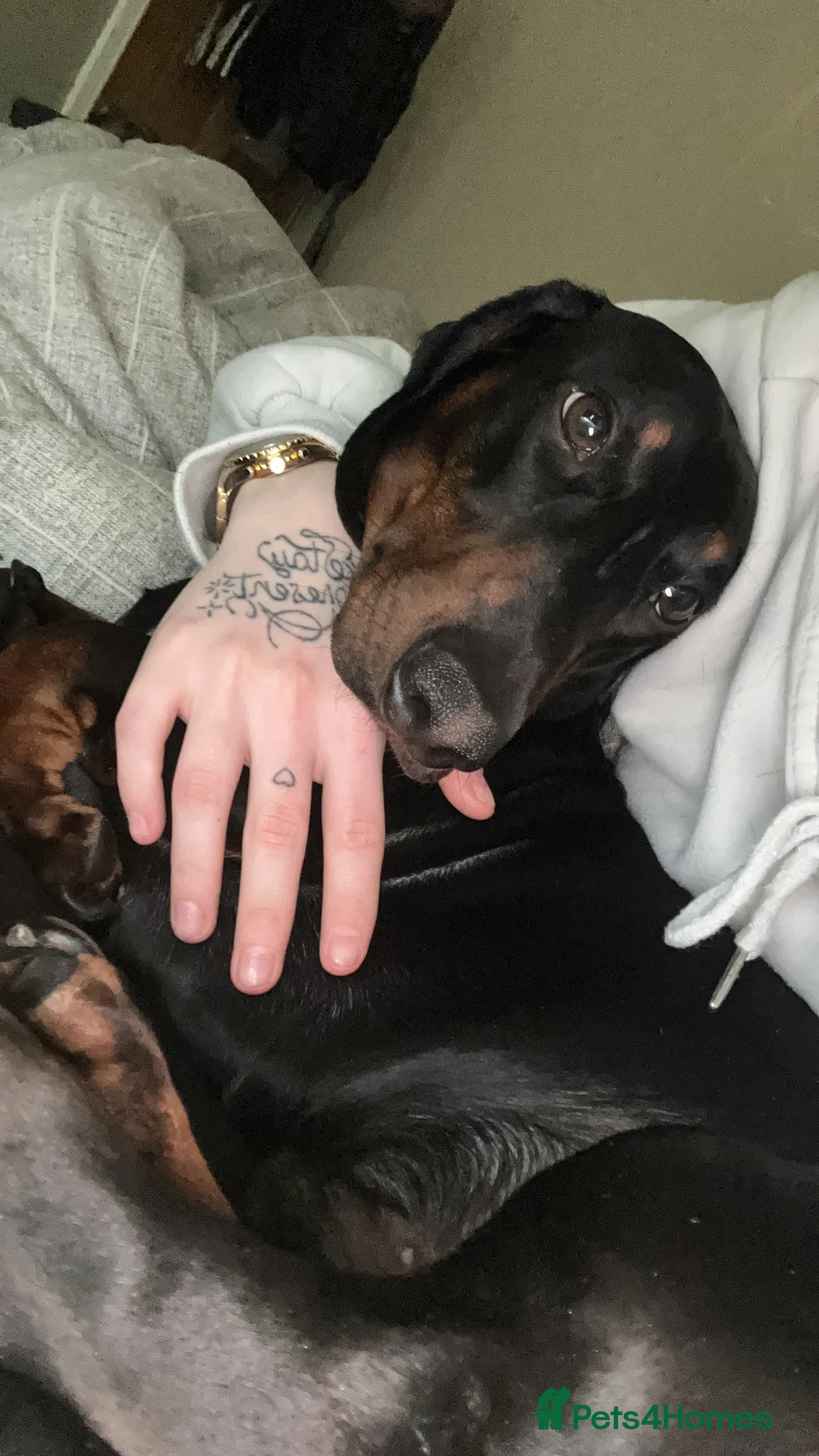 Dachshund dogs for sale: 4 year old male dachshund needs a home  - Advert 5