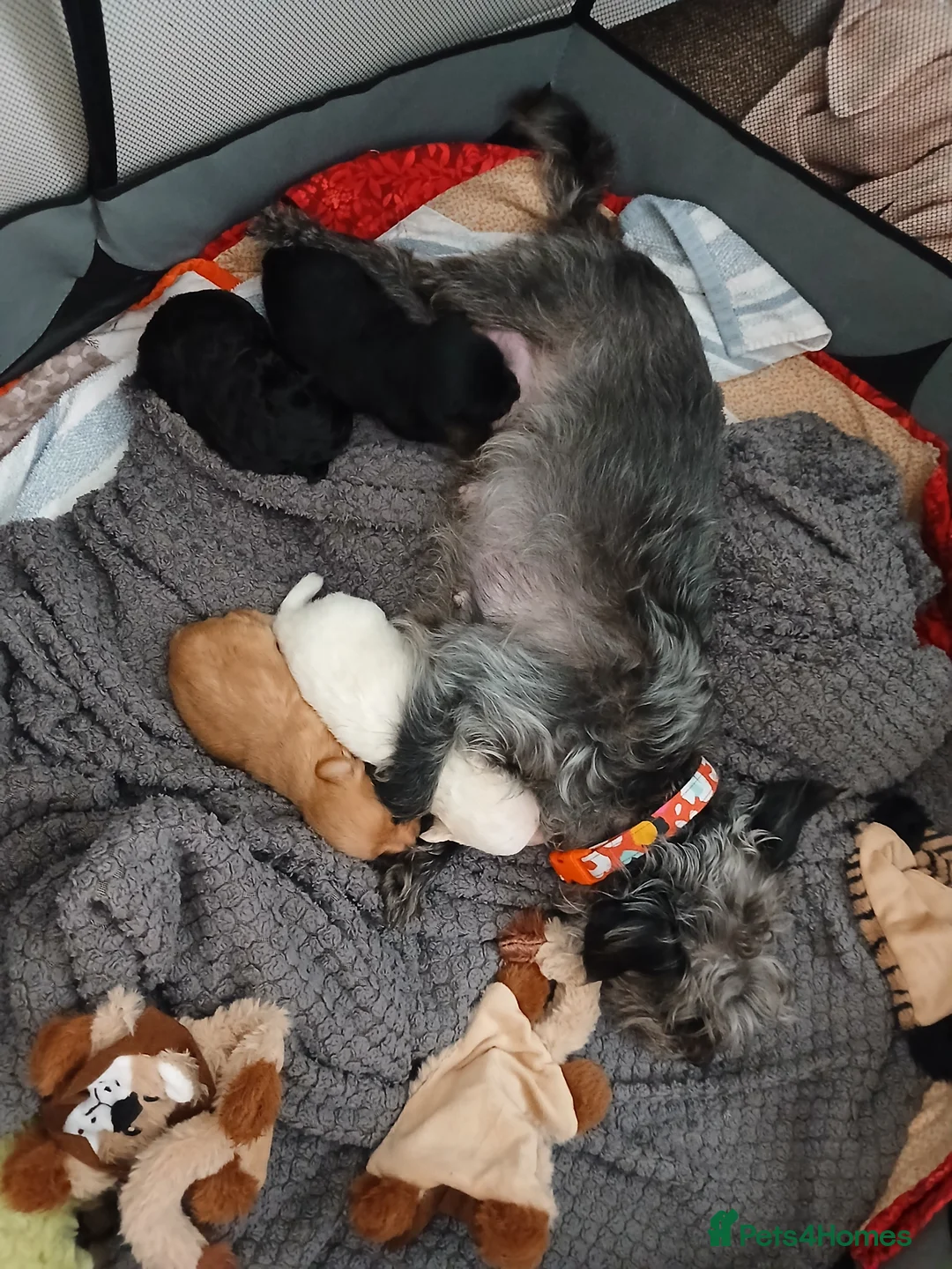 Jackapoo dogs for sale: 🌈 Gorgeous Rainbow Jackapoo Puppies in Newcastle upon Tyne - Advert 11