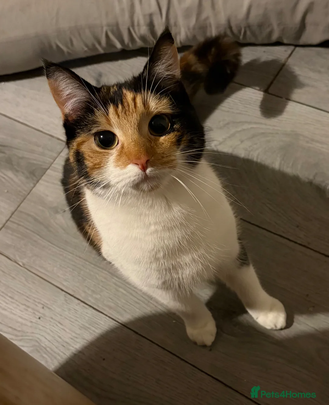 Mixed Breed cats for sale: Female cat nearly one year old in Accrington - Advert 1