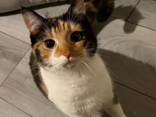 Mixed Breed cats Female cat nearly one year old - Advert 2