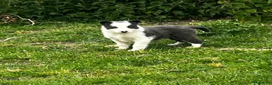 Border Collie Puppy 2