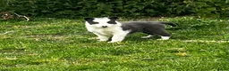 Border Collie dogs for sale: Border collie pups for sale  - Advert 5