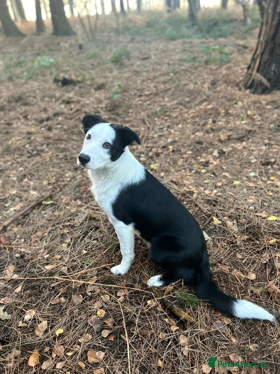 Border Collie dogs for sale: Border collie pip in Lutterworth - Advert 2