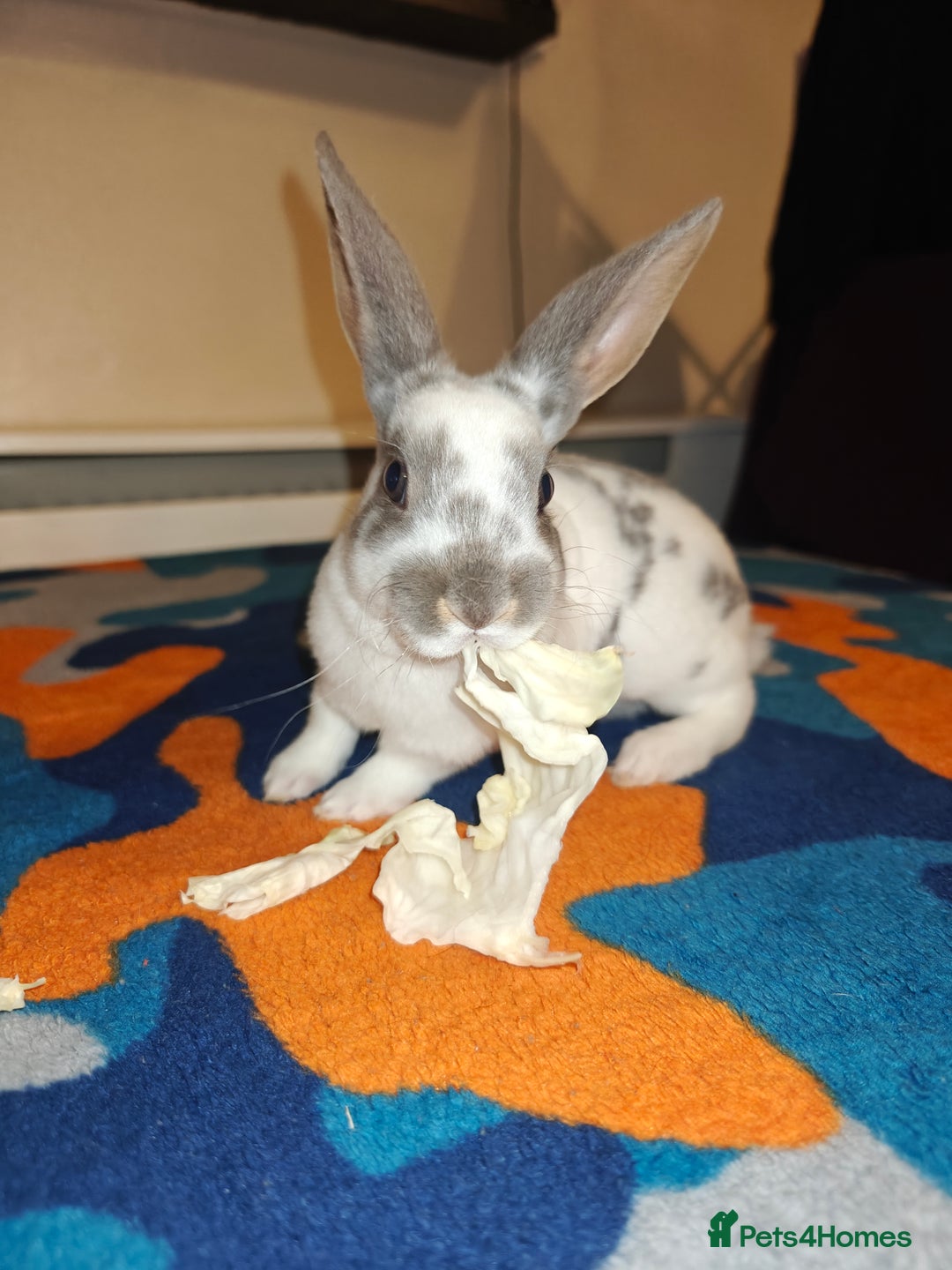 Rex rabbits for sale: Mixed litter of Mini Rex  - Image 29