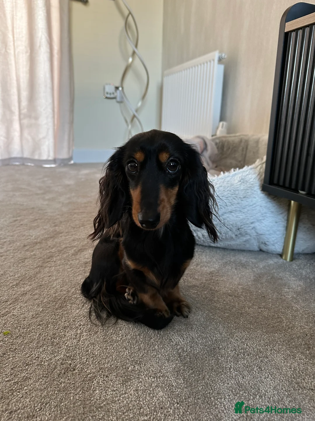 Miniature Dachshund dogs for sale: Miniature dachshund re home  - Advert 2