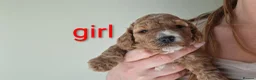 Cockapoo dogs for sale: Cockapoo Puppies PRA Clear! 262 DNA tests clear!KC - Advert 11