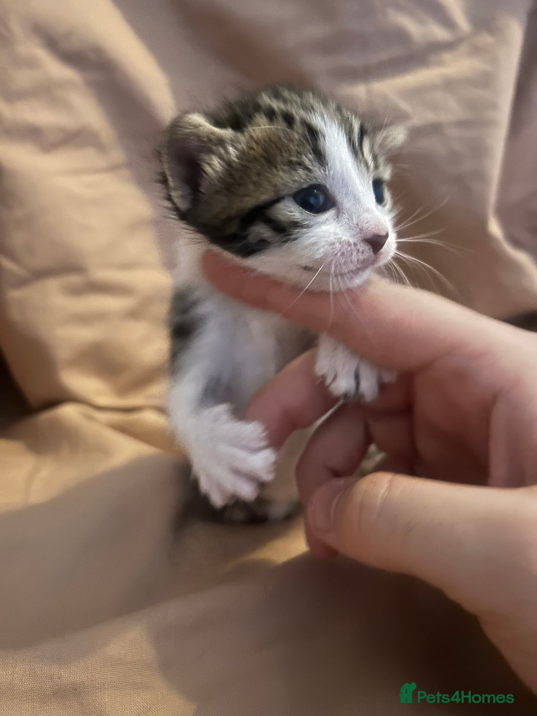 Mixed Breed cats for sale: Kittens for sale  - Image 7