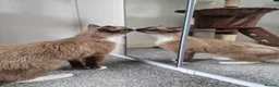 Ragdoll cats for sale: Beautiful, sweet female Ragdoll (indoor cat) in Sheffield - Advert 5