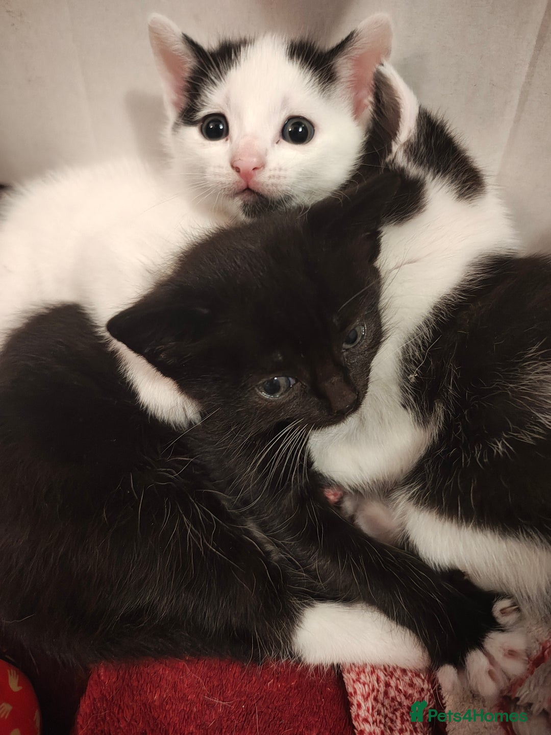 Mixed Breed cats for sale: 8 weeks old Kitten, Female - Image 16