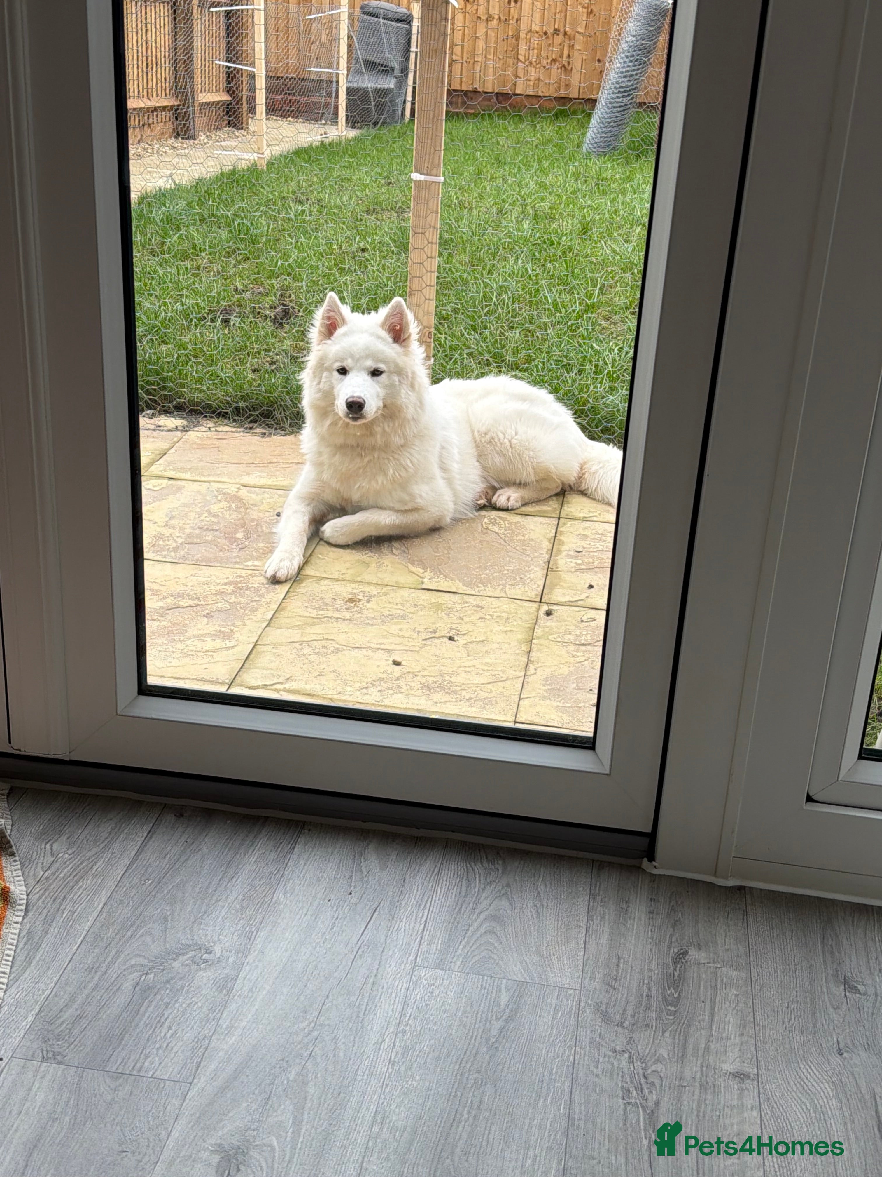 Siberian Husky dogs 7 month old Siberian Husky  in Bristol - Advert 1