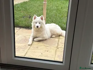 Siberian Husky dogs 7 month old Siberian Husky in Bristol - Advert 1