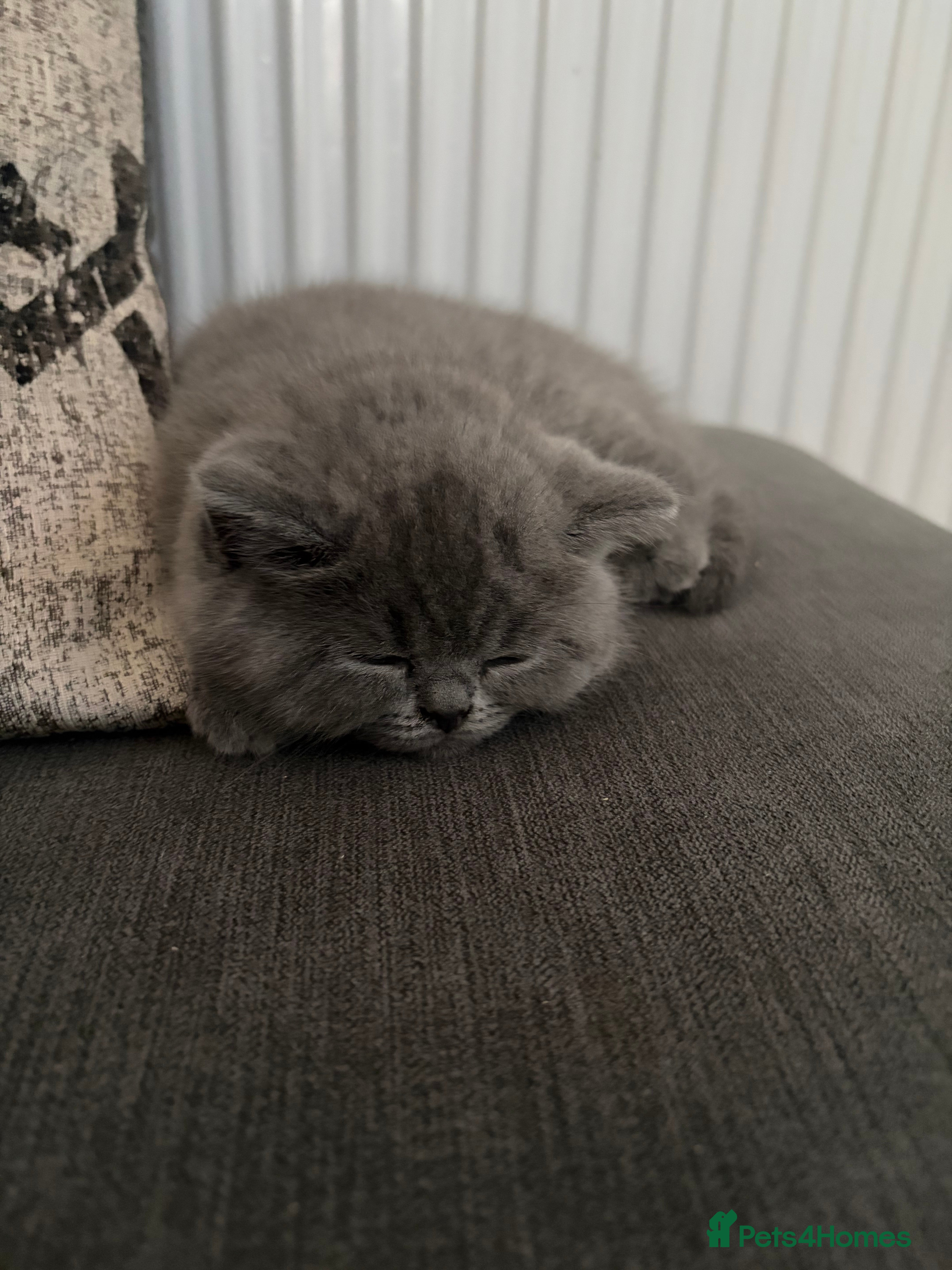 British Shorthair cats 5 beautiful British shorthair Kittens for sale  - Advert 2