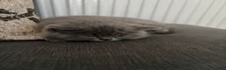 British Shorthair cats for sale: 5 beautiful British shorthair Kittens for sale  - Advert 6