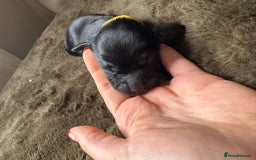 Cocker Spaniel dogs for sale: litter of 6 pedigree cocker spaniel puppies. - Image 5