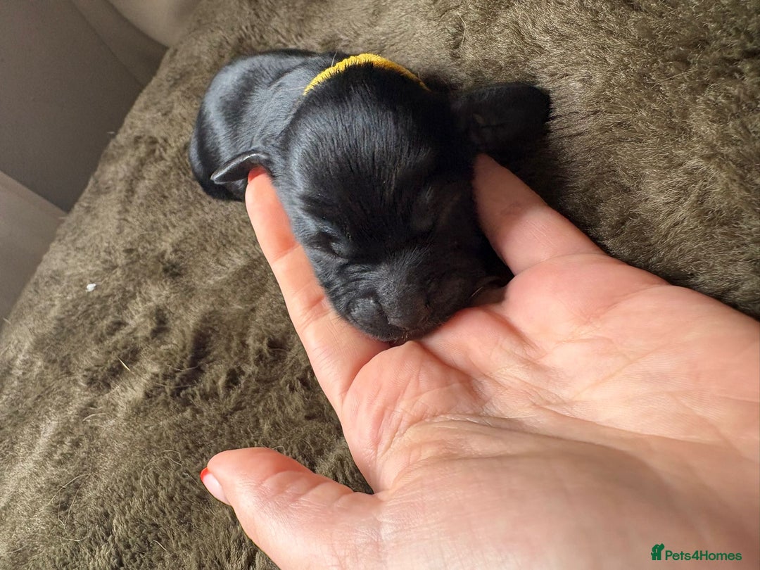 Cocker Spaniel dogs for sale: litter of 6 pedigree cocker spaniel puppies. - Image 5