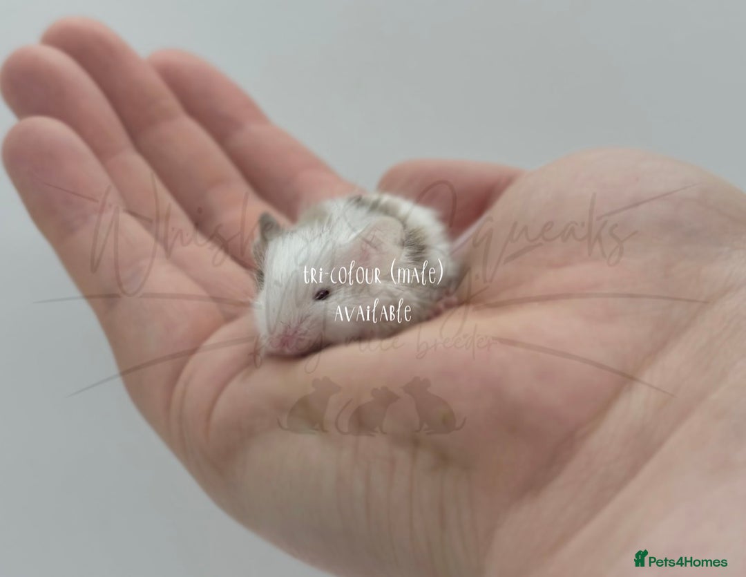 Mouse rodents for sale: male baby fancy mice (read description).  - Advert 5