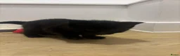 Domestic Shorthair cats for sale: Adorable kittens for sale in Newhaven - Advert 4