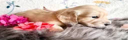 Miniature Dachshund dogs for sale: White/light cream tiny miniature dachshunds - Advert 14