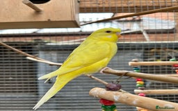 Budgerigars birds for sale: Baby Budgies For Sale  - Image 3