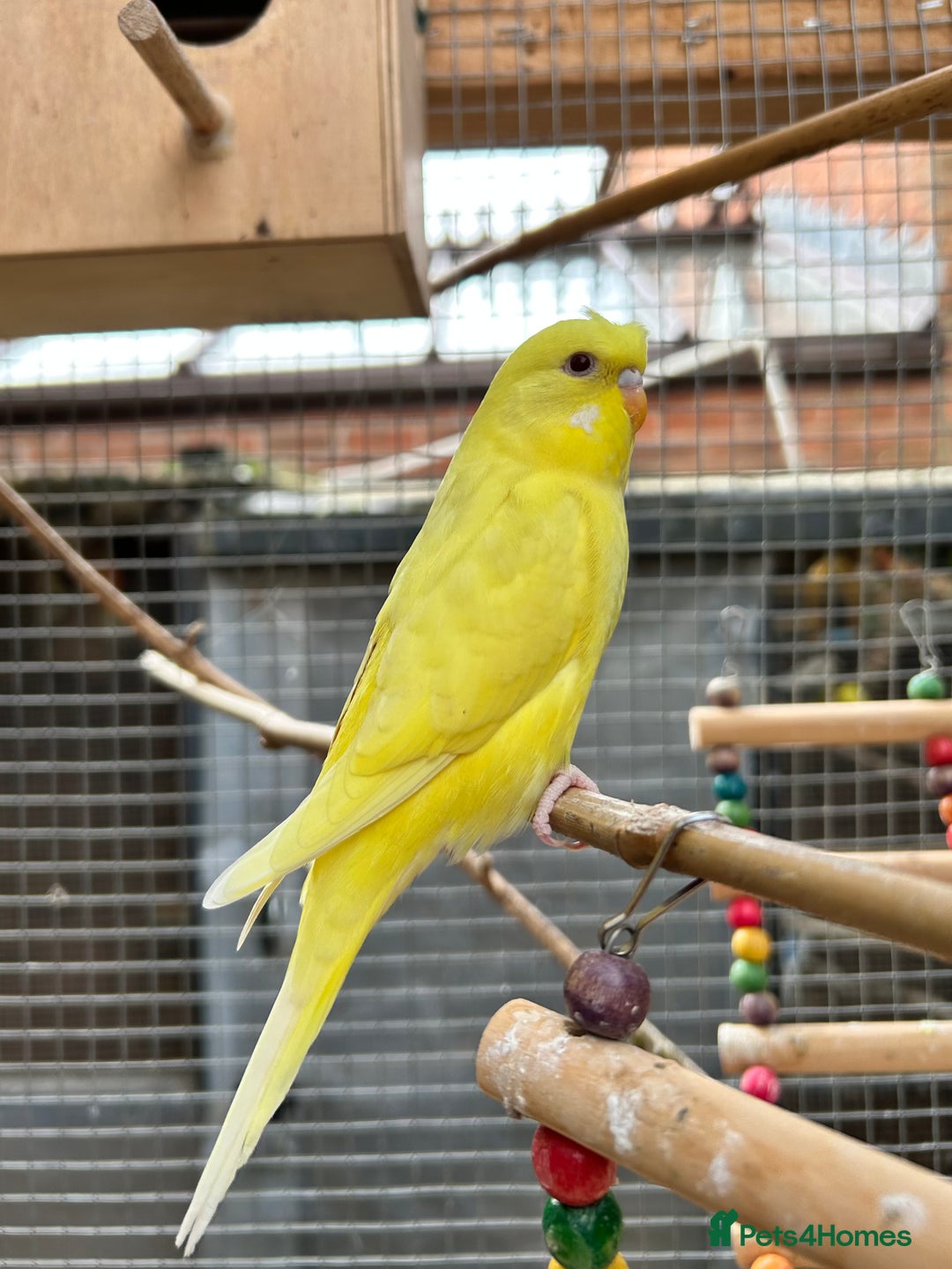 Budgerigars birds for sale: Baby Budgies For Sale  - Image 3