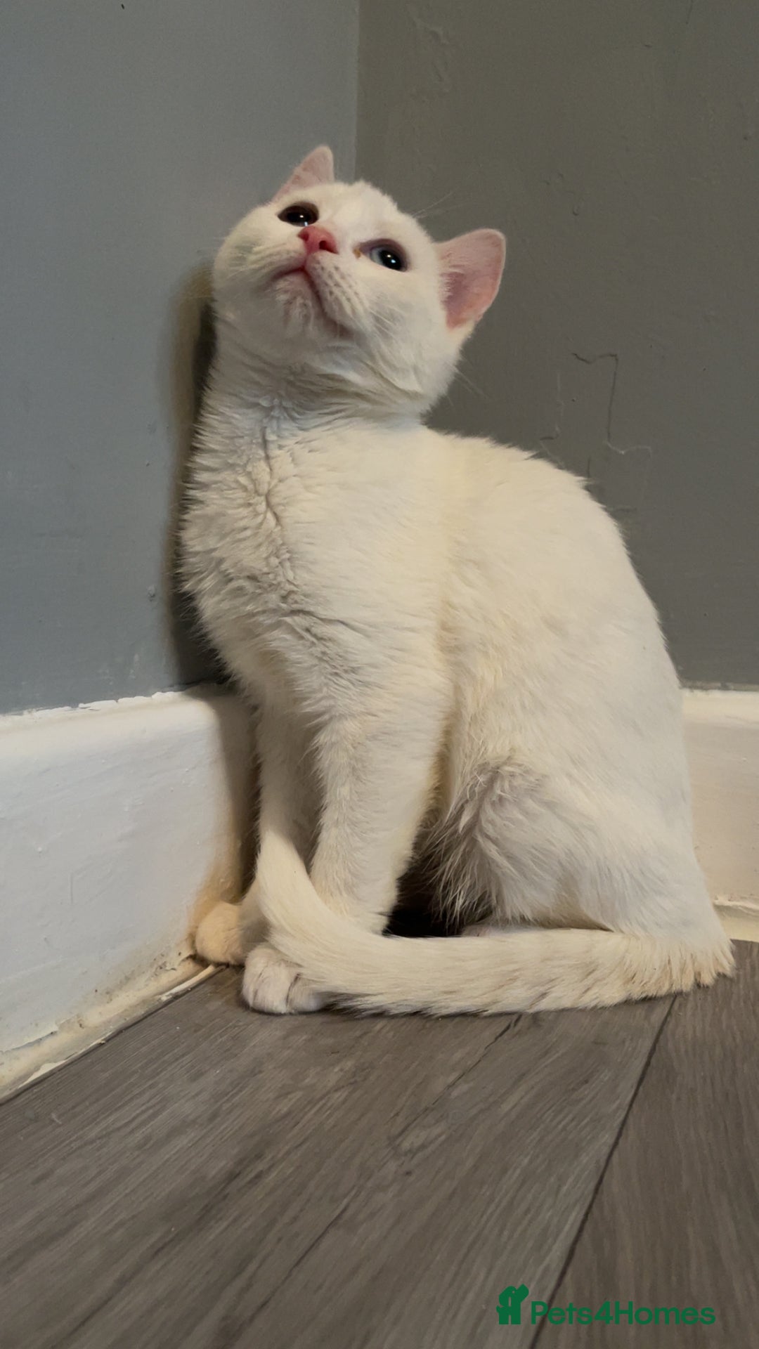 Mixed Breed cats for sale: Rare kittens for sale ready now  - Advert 8