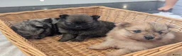 Pomeranian dogs for sale: Beautiful Teddy bear Pom puppies in Maidstone - Advert 8