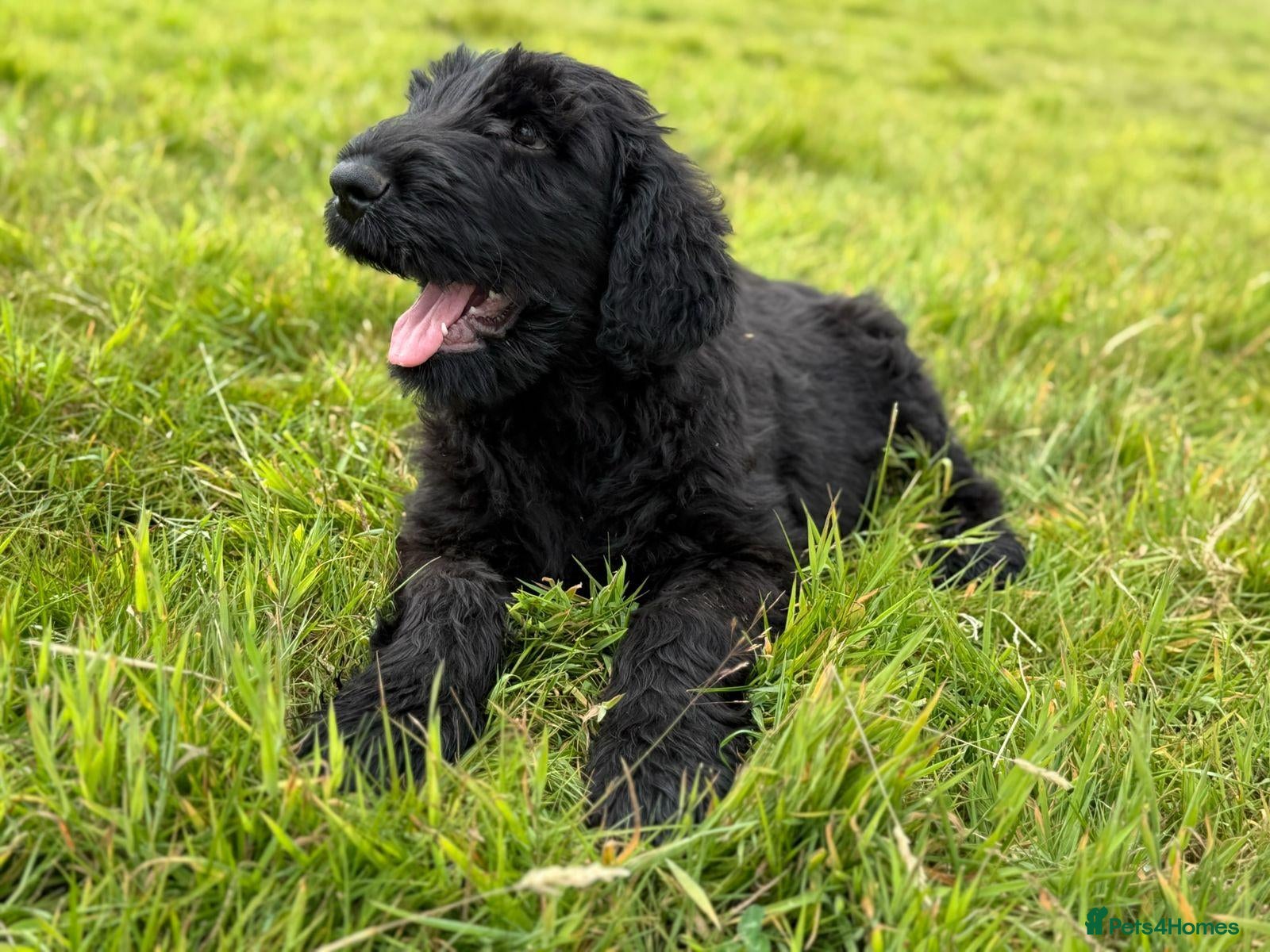 Russian Black Terrier dogs Black Russian Terrier Puppies - Advert 1