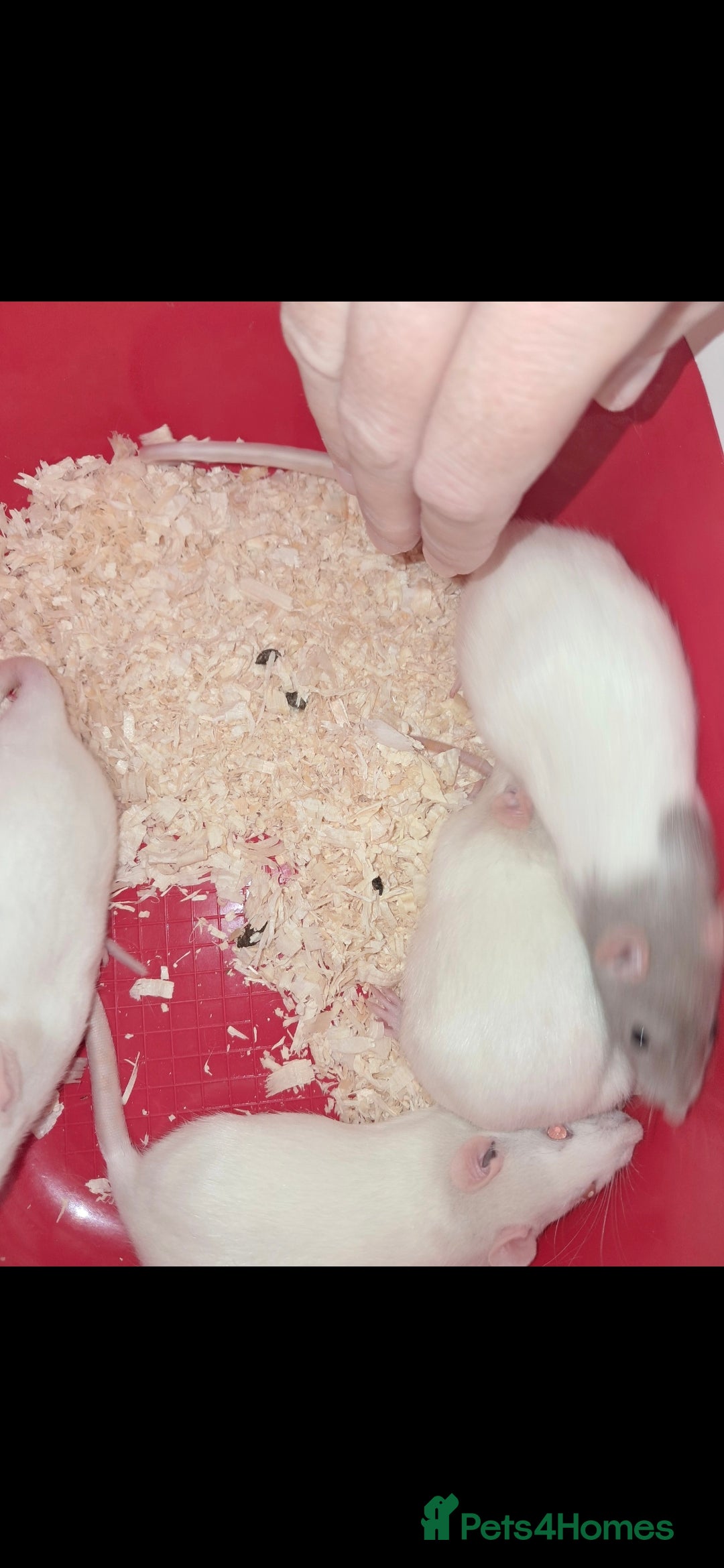 Rat rodents for sale: Fancy rats  - Image 3