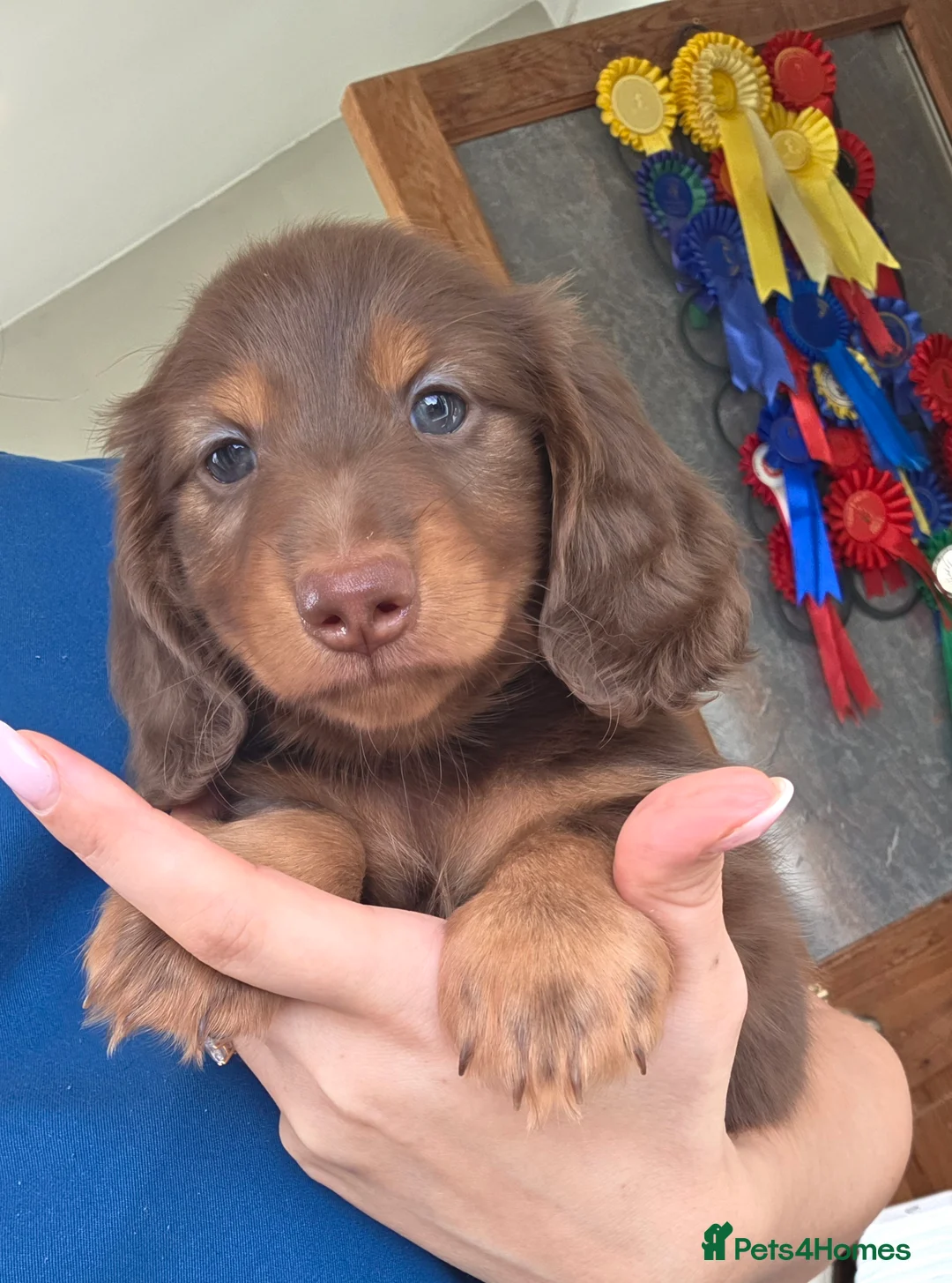 Miniature Dachshund dogs for sale: Miniature  Dachshund  - Advert 5