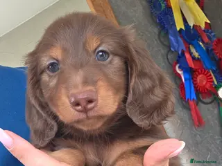 Miniature Dachshund dogs Miniature Dachshund - Advert 6