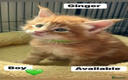 Maine Coon cats for sale: Maine Coon Kittens – Ready 18th October 🏡 - Image 3