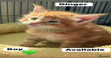 Maine Coon cats - Advert 1
