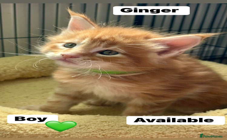 Maine Coon cats - Advert 9