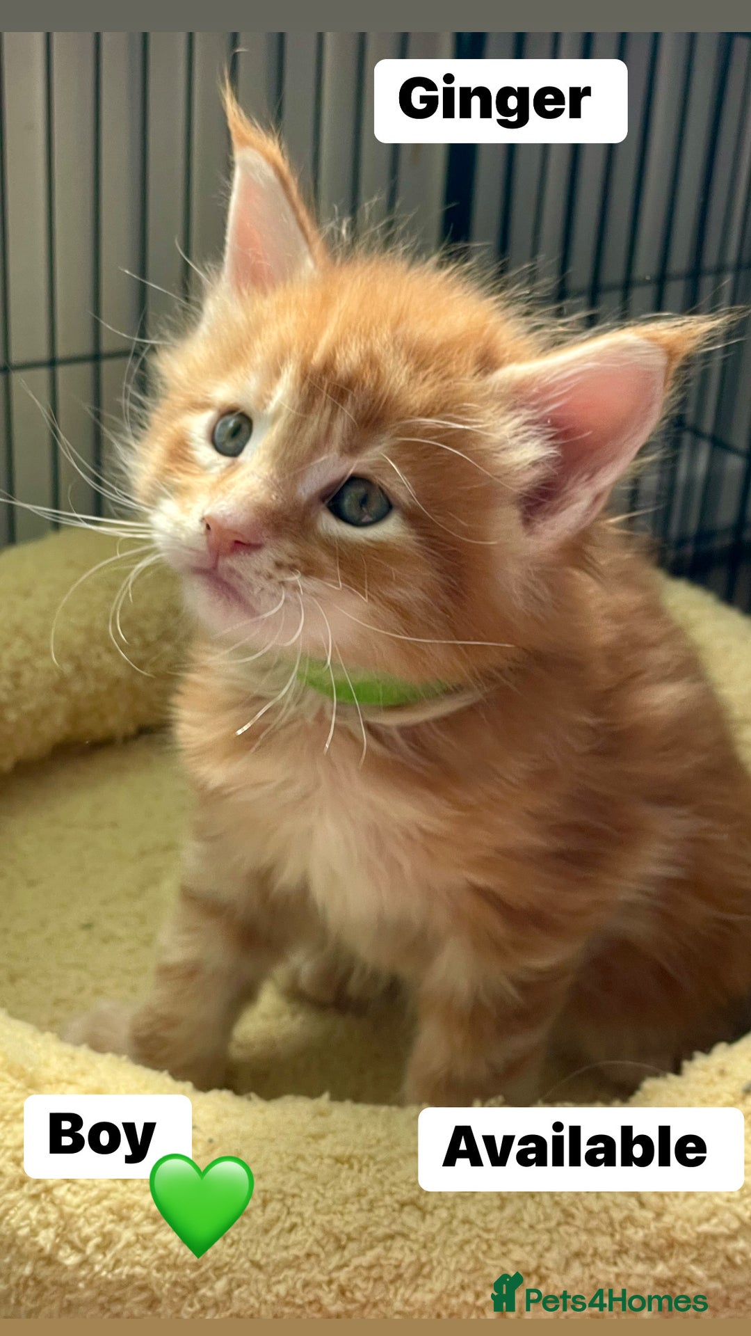 Maine Coon cats for sale: Maine Coon Kittens – Ready 18th October 🏡 - Image 3