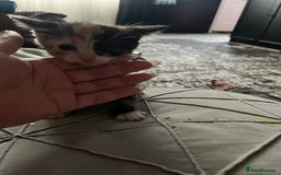 Mixed Breed cats for sale: Last two left of litter  - Image 3