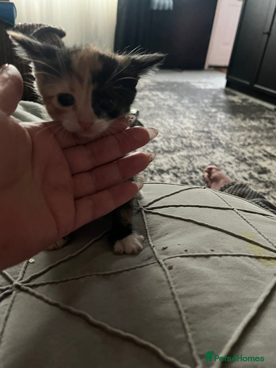 Mixed Breed cats for sale: Last two left of litter  - Image 3