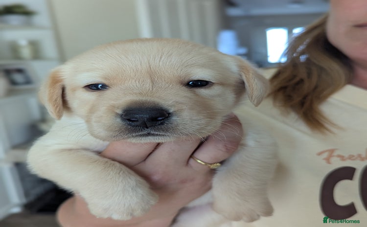 Labrador Retriever dogs - Advert 2