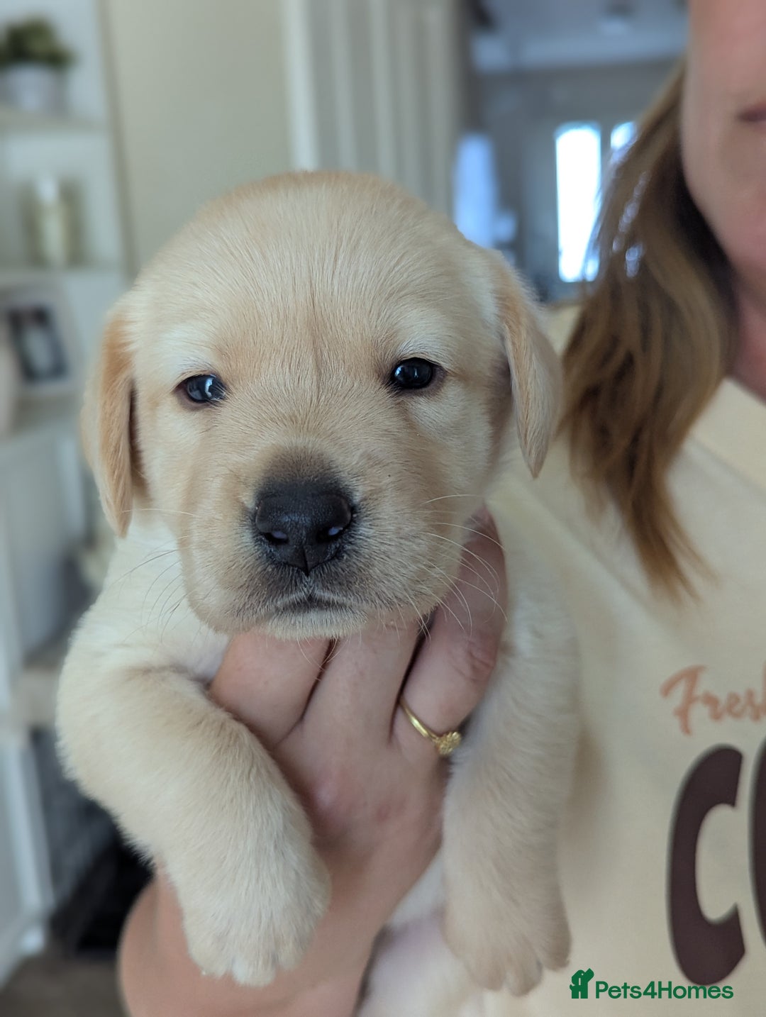 Labrador Retriever dogs for sale: Labrador puppies - Image 1