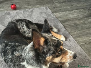 Welsh Collie dogs Tri colour merle collie - Advert 1