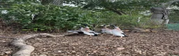 Ducks poultry for sale: Indian Runner duck drakes  - Advert 5
