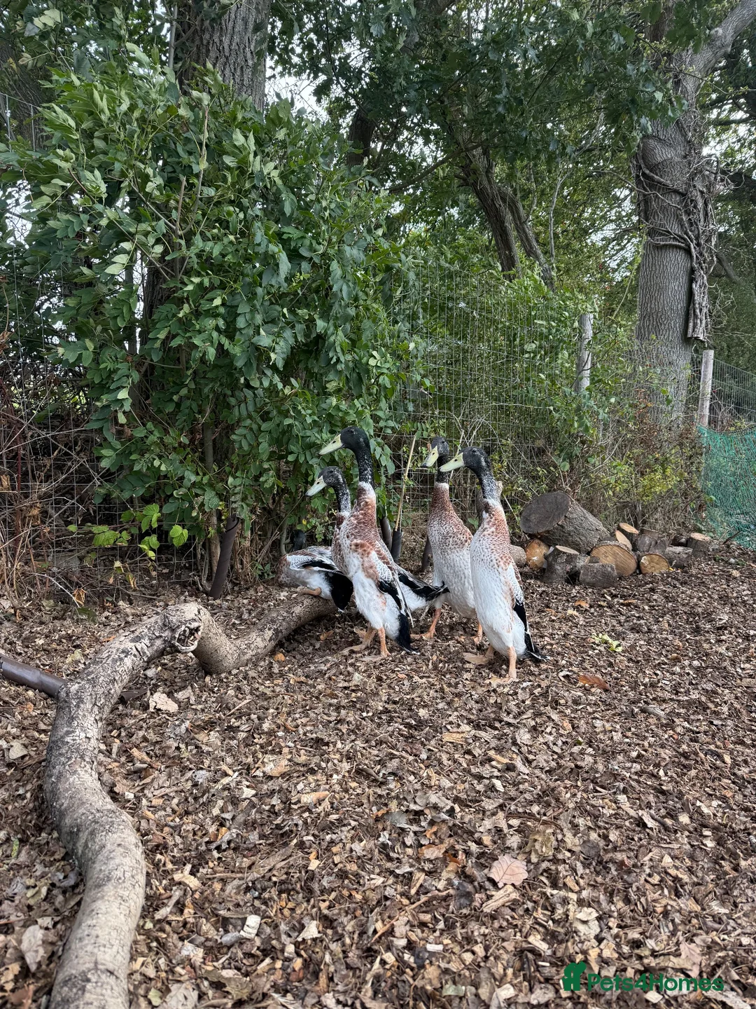 Ducks poultry for sale: Indian Runner duck drakes  - Advert 5
