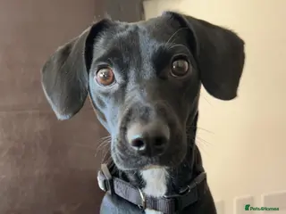 Springador dogs Bella the Springador - Advert 11