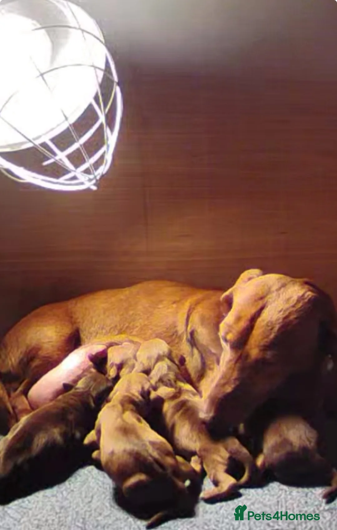 Miniature Dachshund dogs for sale: 4 gorgeous miniature dashaund puppies  - Advert 17