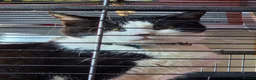 Mixed Breed cats for sale: Retirement home needed - Advert 2