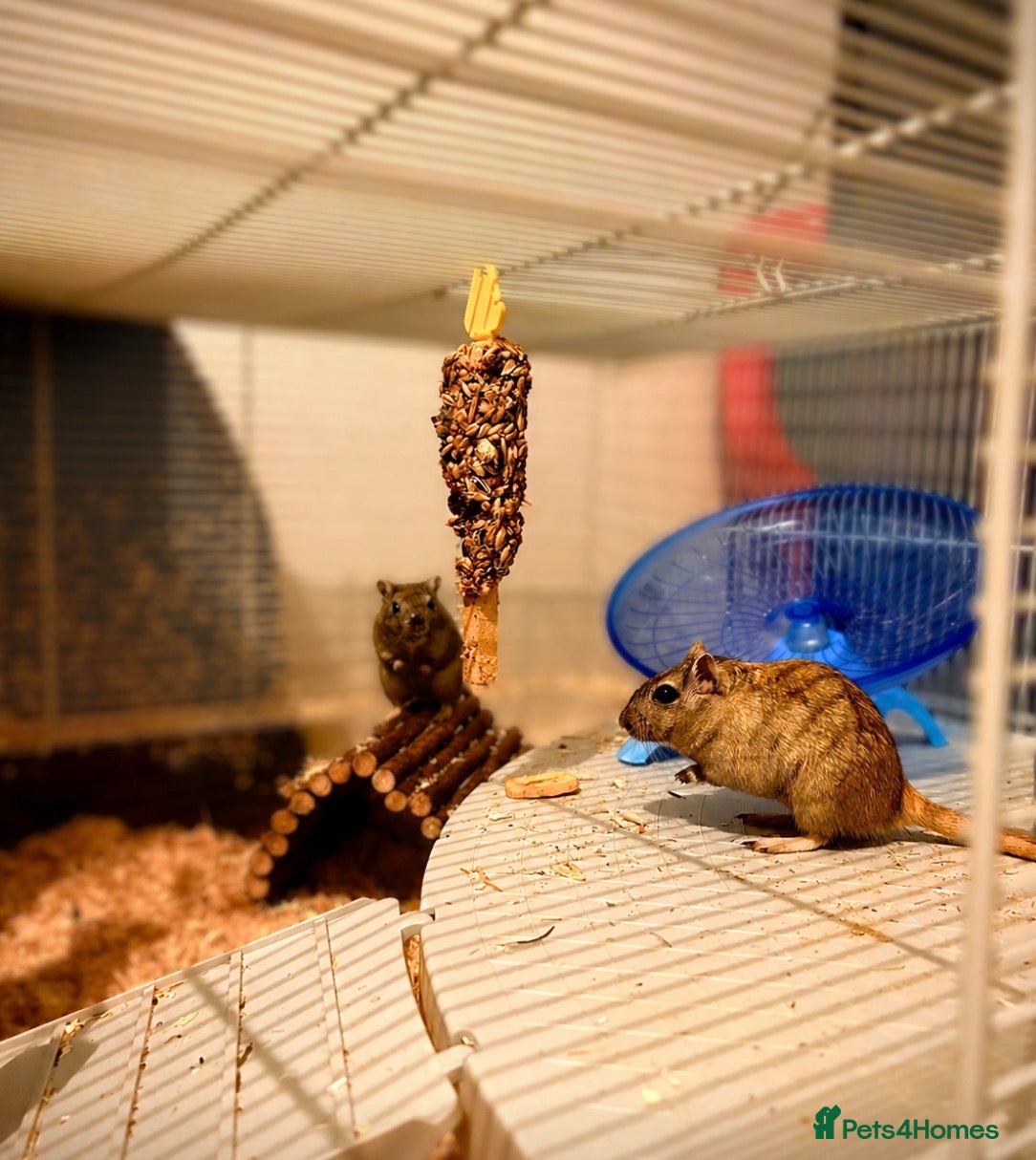Gerbil rodents for sale: Two female gerbils. in Liversedge - Advert 1