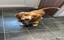 Cocker Spaniel dogs for sale: Beautiful 7month old pup looking for home  - Image 1